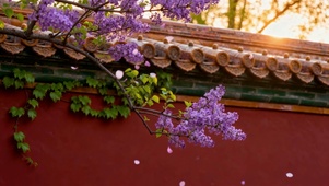 宫墙紫花唯美夕阳风景