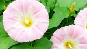 护眼花草树木带鱼屏