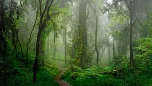 雨天森林