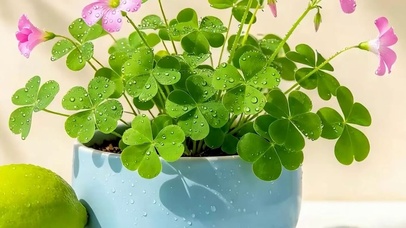 护眼盆栽绿景带鱼屏
