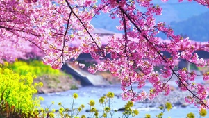 4K 花自飘零水自流