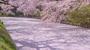 樱花飞舞