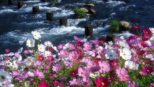 花会盛开在春天里