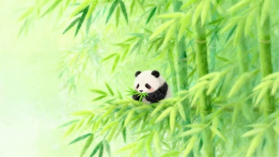 竹林可爱熊猫