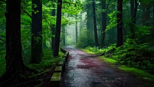 雨天幽静树林小路