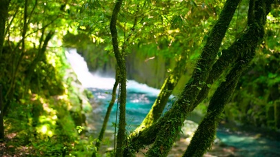 清新护眼绿林溪流