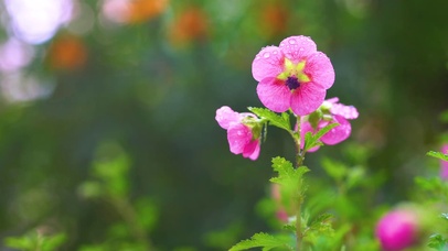 美丽的花儿