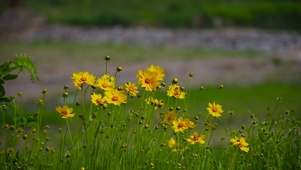 野菊花