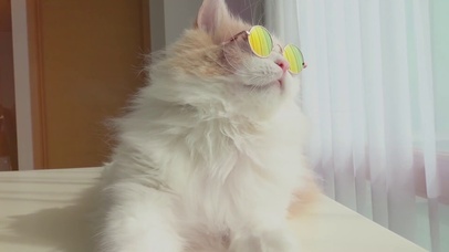 潮酷猫猫