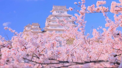 唯美春天樱花楼阁