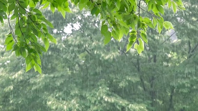 清凉雨中绿叶