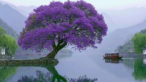 湖边的蓝花楹