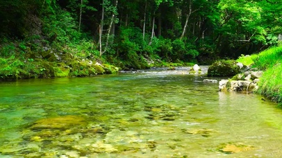 夏日清澈绿林流水