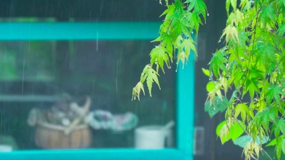 绿叶雨