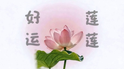 好运莲莲