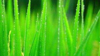 叶子上的露水