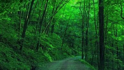 林中大雨，滋润万物