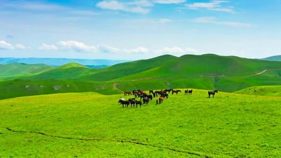 放松养眼草原马儿