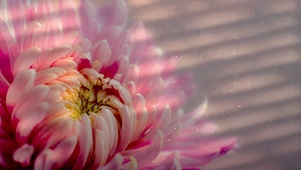 窗边花影