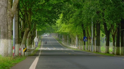 树荫小道