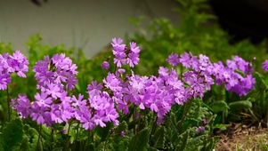 樱草花