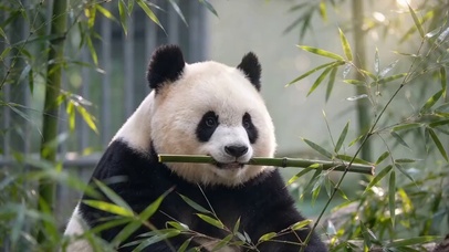熊猫吃竹子