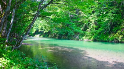 护眼清新绿林溪流