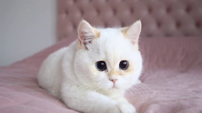 猫咪的日常玩耍