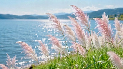 湖畔粉色芦苇清新风景