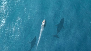 海舟深海兽