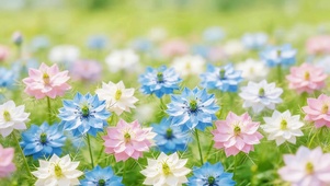 治愈小清新花海