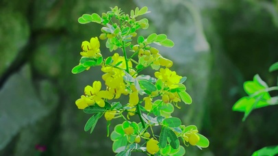 黄色小花