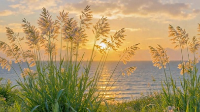 海滨落日芦苇治愈风景