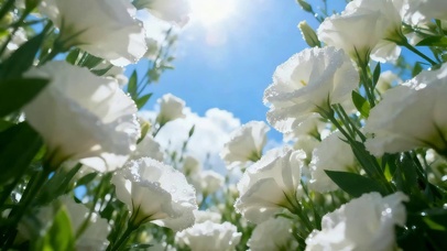 4K疗愈 陌上花开