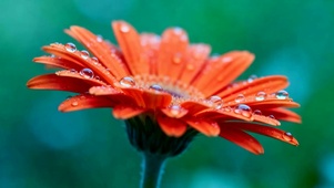 雨露花朵
