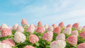 小清新鲜花