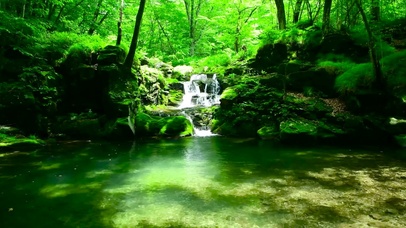 护眼绿林溪水潭