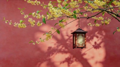 国风桂花氛围