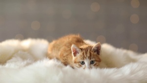 可爱猫猫