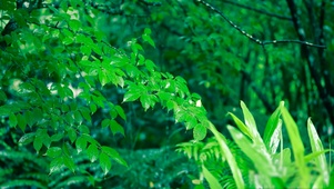 护眼春雨