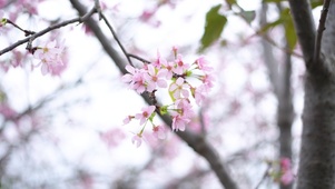 4K唯美护眼樱花
