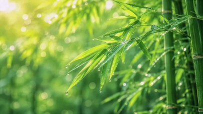 清新雨后青竹自然风景