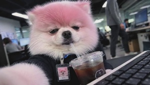打工小博美
