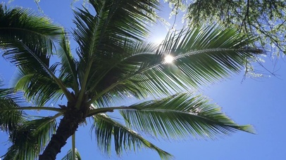 天空椰树