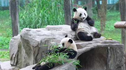 吃竹子的大熊猫