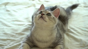4K可爱摇头猫