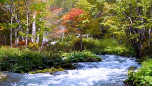 秋季山涧溪流