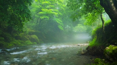 雾气护眼绿林流水