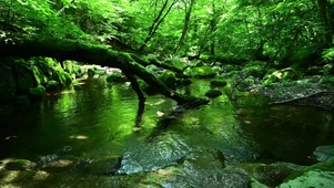 清新绿林间流水