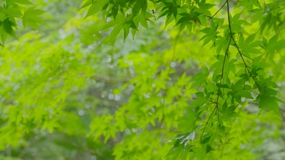 护眼雨天绿叶